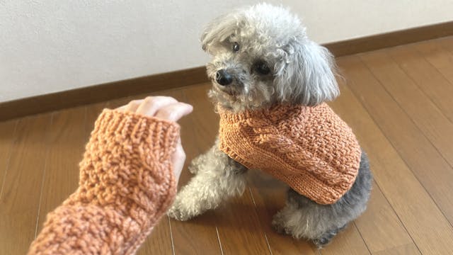 愛情たっぷりの「おそろいコーデ」でお散歩にのイメージ画像