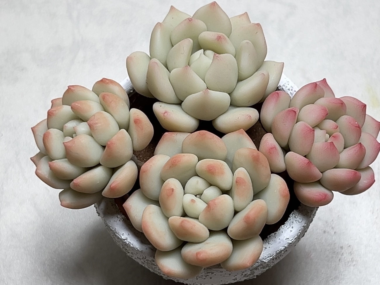 多肉粘土職人poncotageが教える！粘土多肉の初級レッスンの紹介画像2