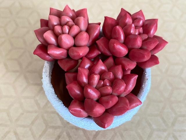 多肉粘土職人poncotageが教える！粘土多肉の初級レッスンの紹介画像5