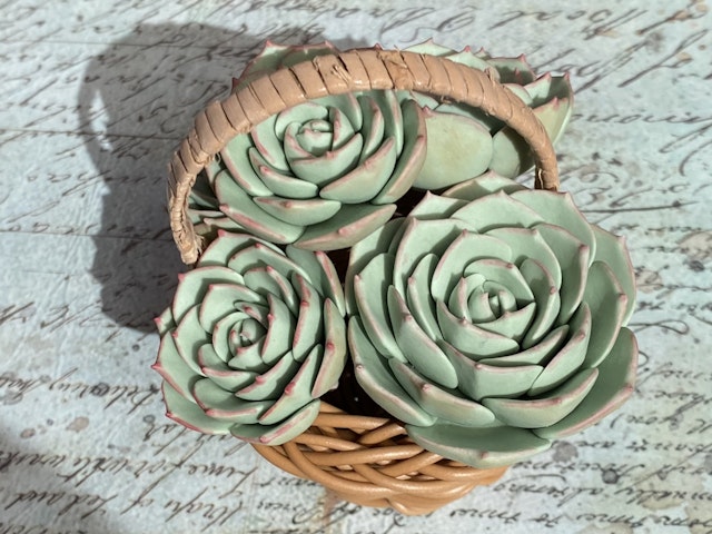 多肉粘土職人poncotageが教える！粘土多肉の中級レッスンの紹介画像3