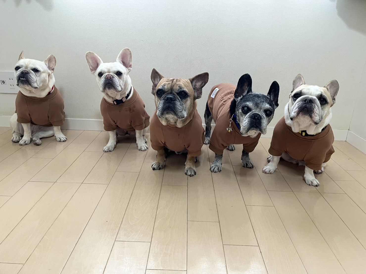 はじめての簡単ペット薬膳入門講座の紹介画像4