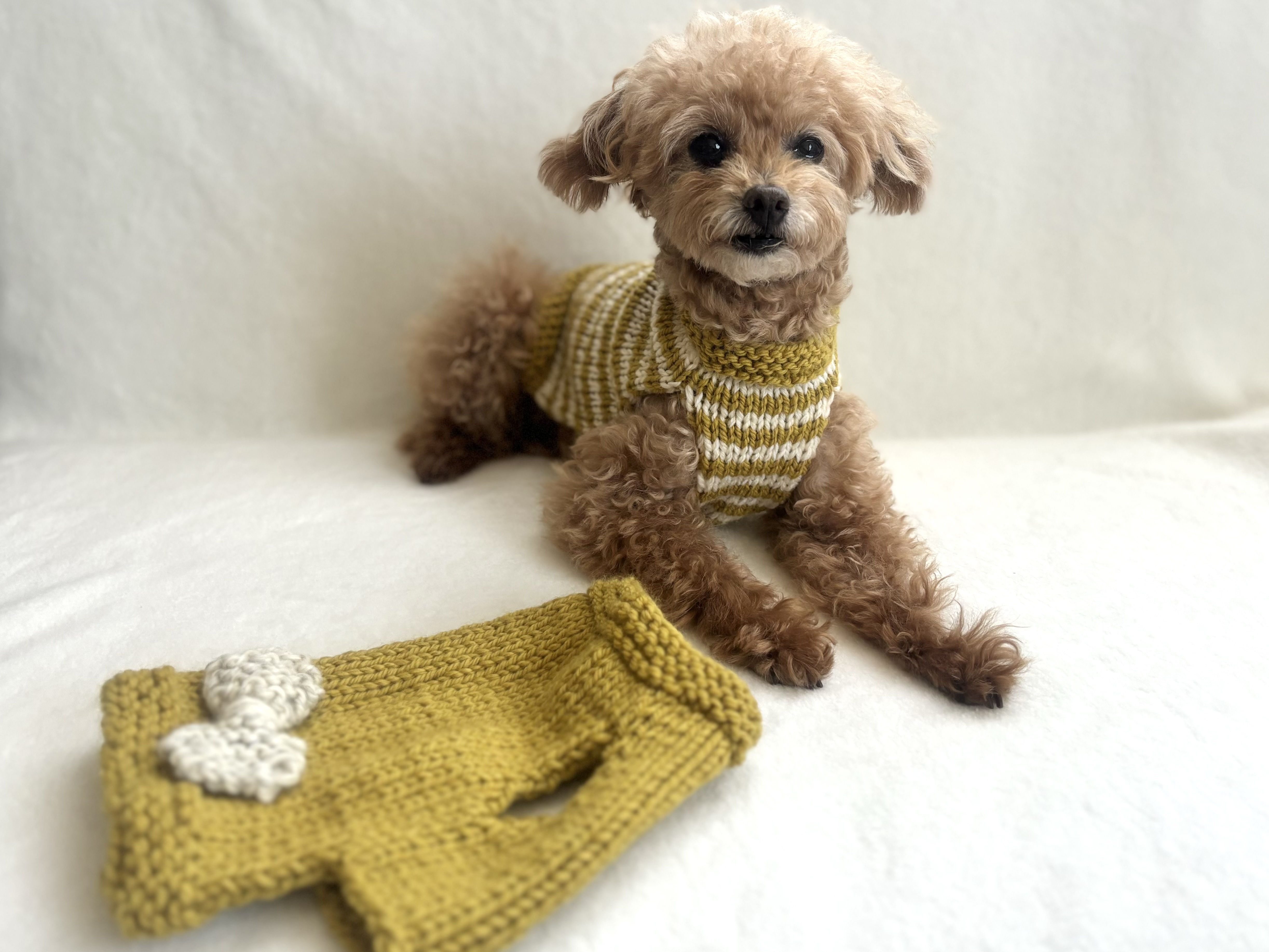 編み物の基礎から学ぶ「愛犬のためのニット」講座の紹介画像1