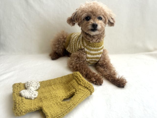 編み物の基礎から学ぶ「愛犬のためのニット」講座