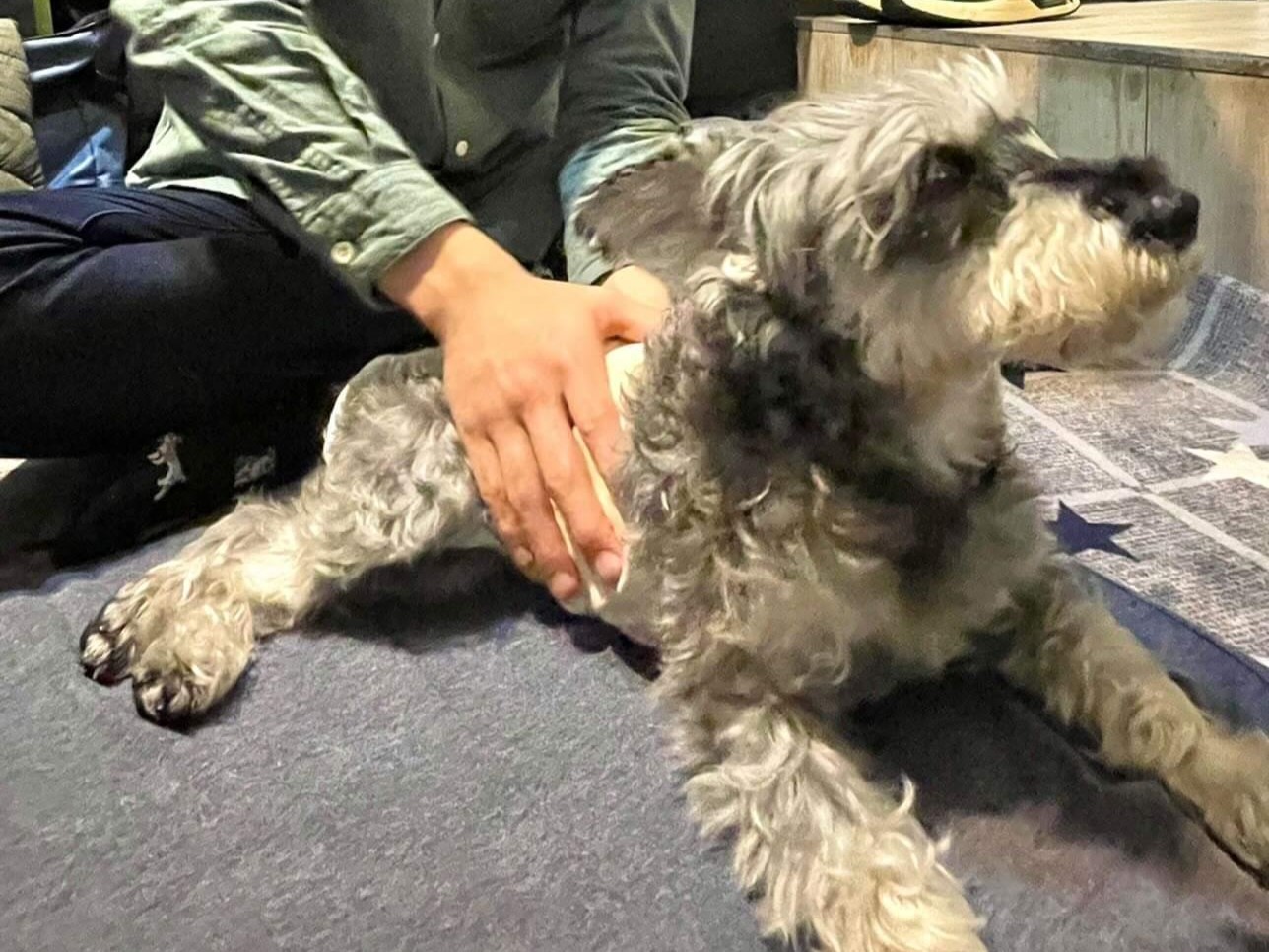 ゼロから学べる、お家ドッグマッサージ講座の紹介画像1