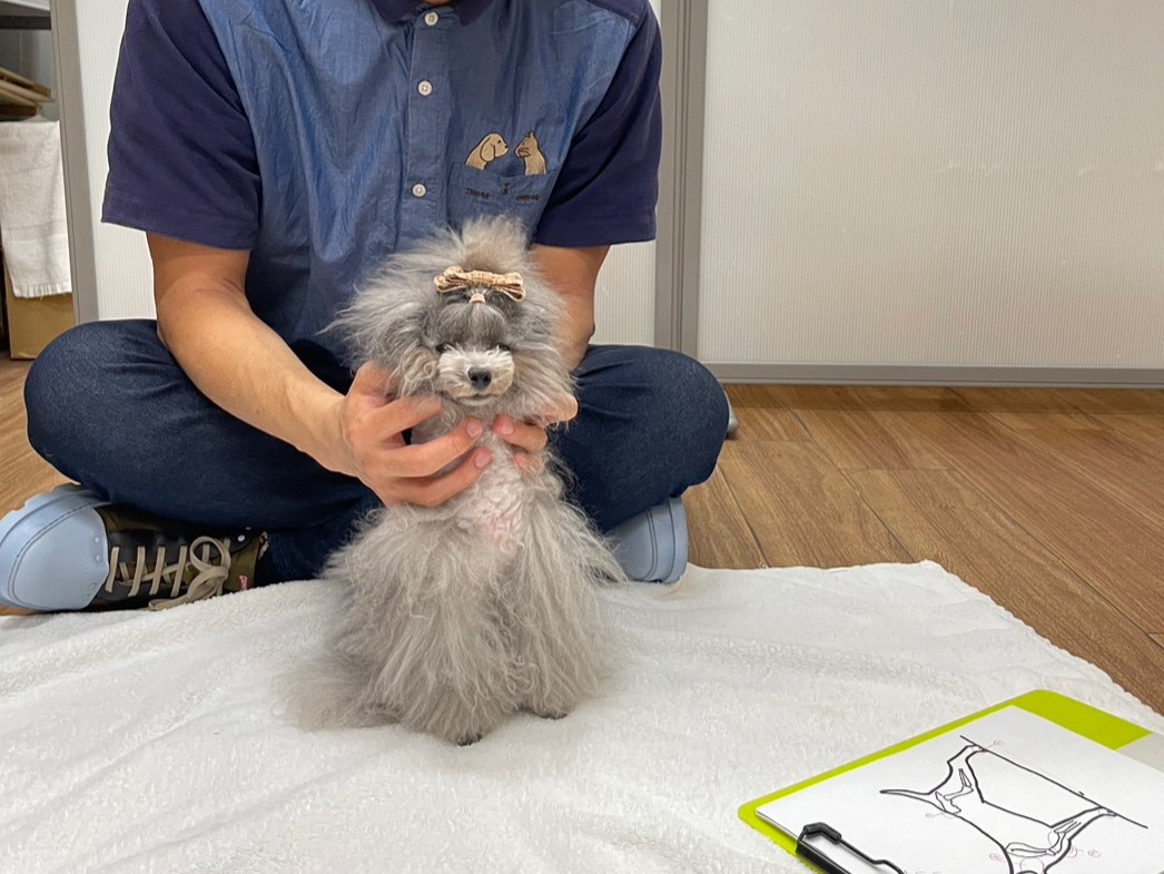 ゼロから学べる、お家ドッグマッサージ講座の紹介画像6