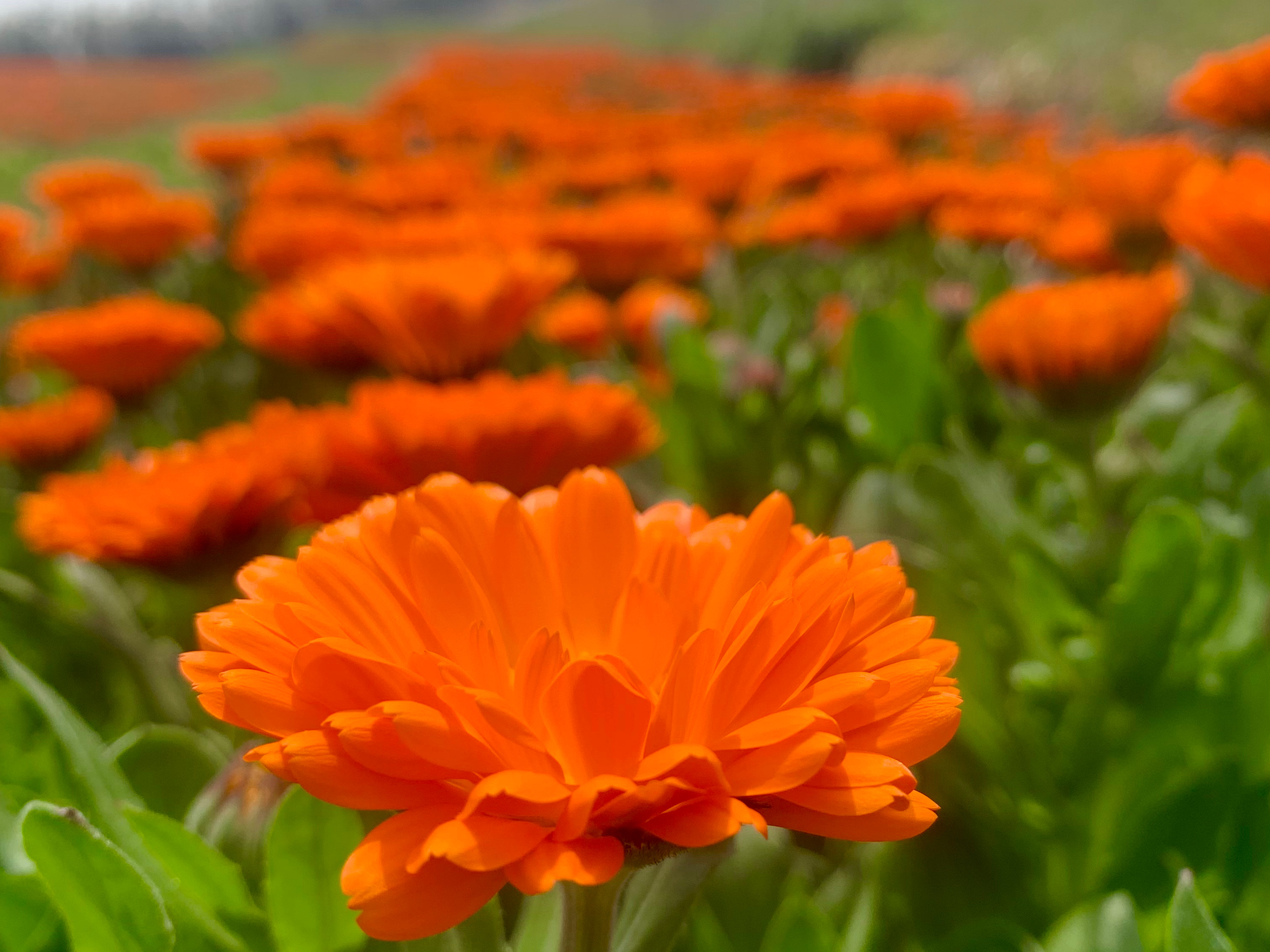 ハーブティーから始める暮らしのハーブ活用講座の紹介画像5