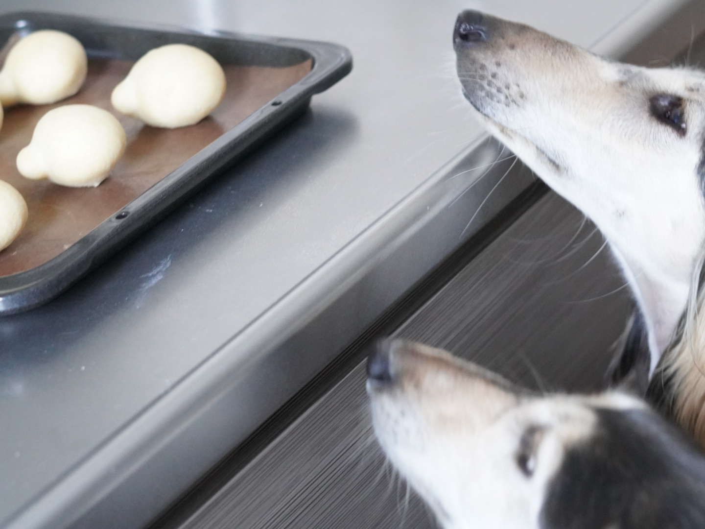 手作りパンで愛犬との絆を深めよう！初心者でも作れる簡単犬用パン作り講座の紹介画像2