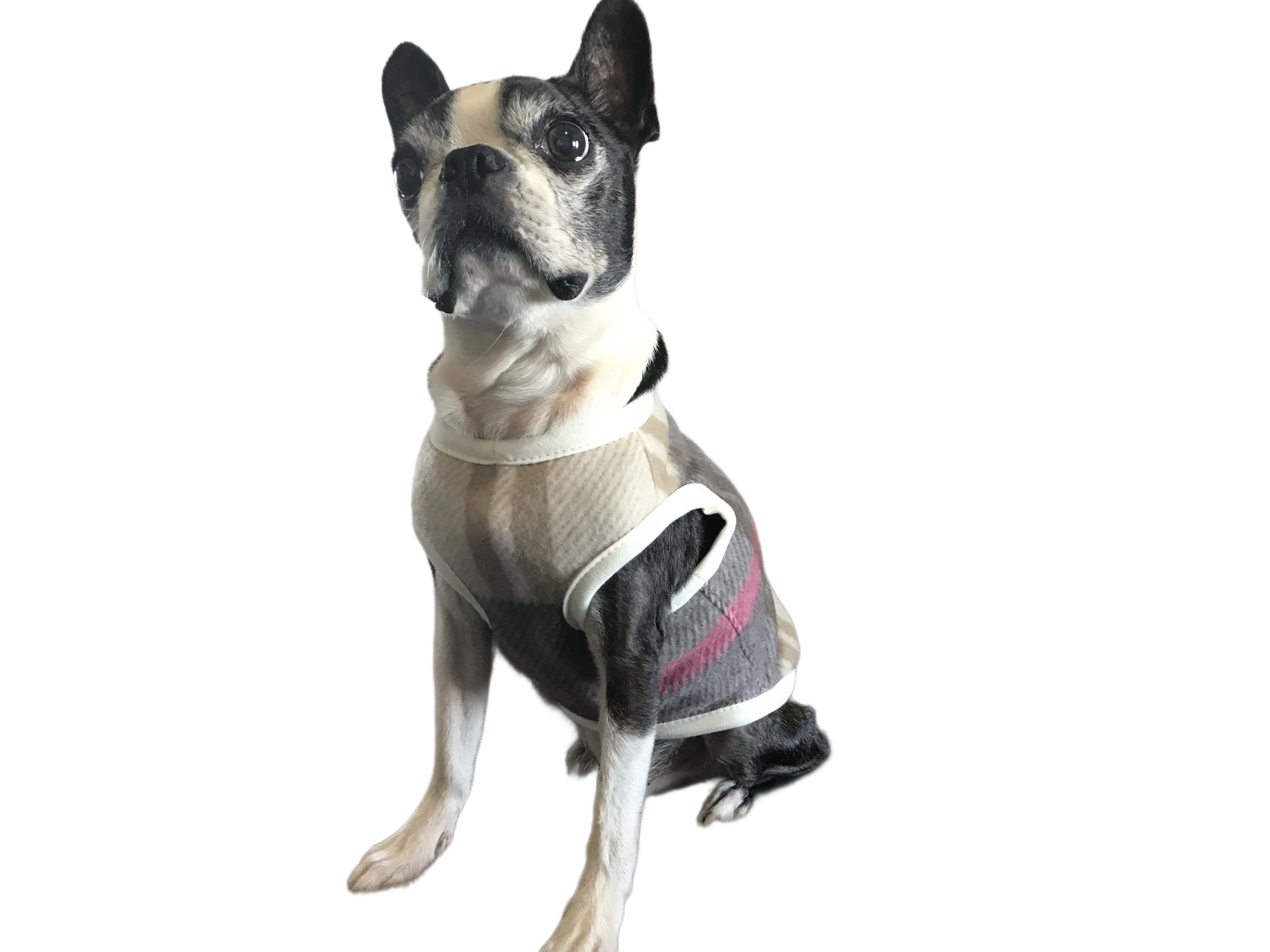 洋裁の基礎から学ぶ「愛犬のためのタンクトップ」講座の紹介画像4