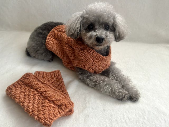 愛犬とおそろいで楽しむ！棒針編みのニット・ハンドウォーマー講座