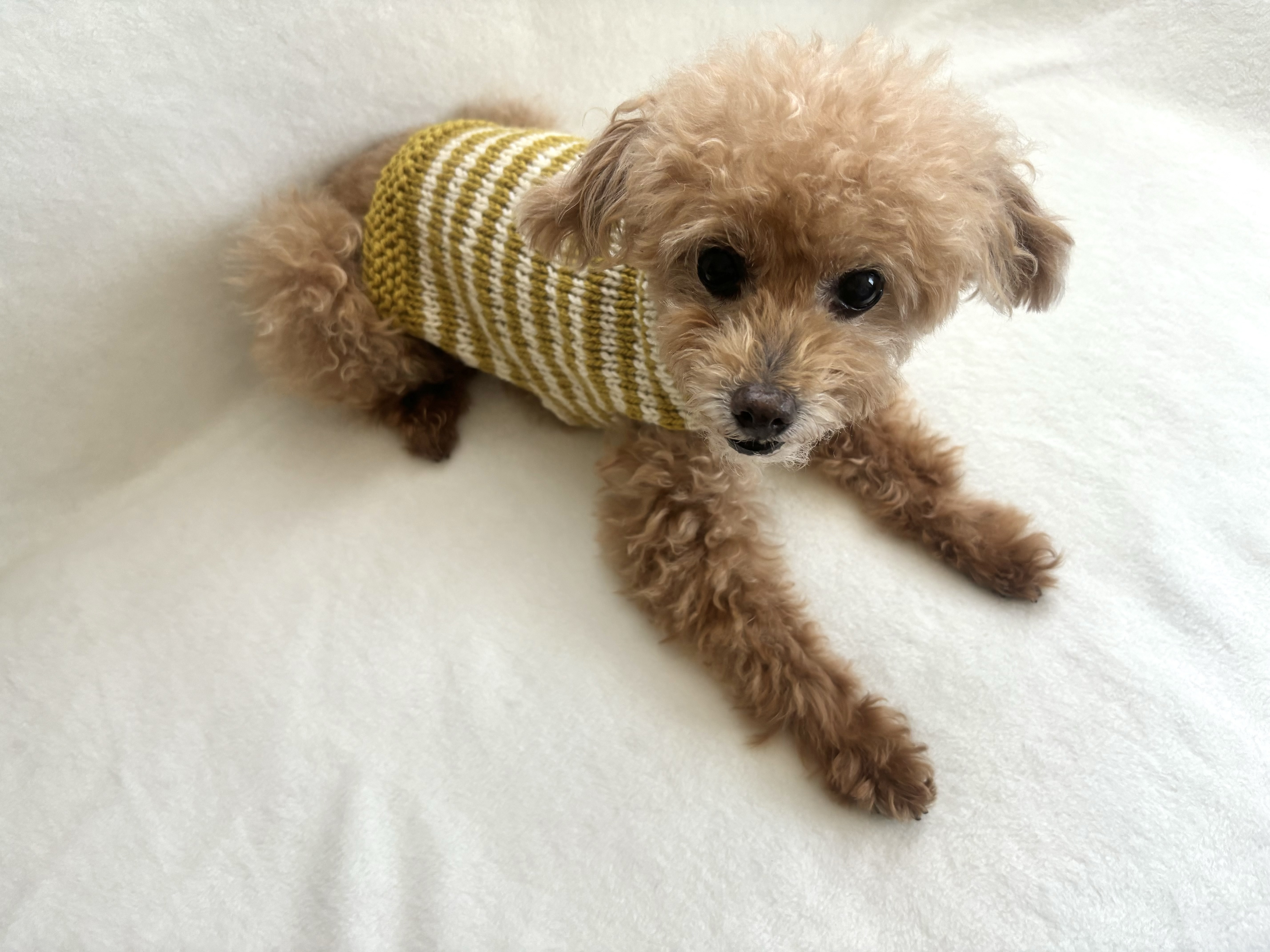 編み物の基礎から学ぶ「愛犬のためのニット」講座の紹介画像6