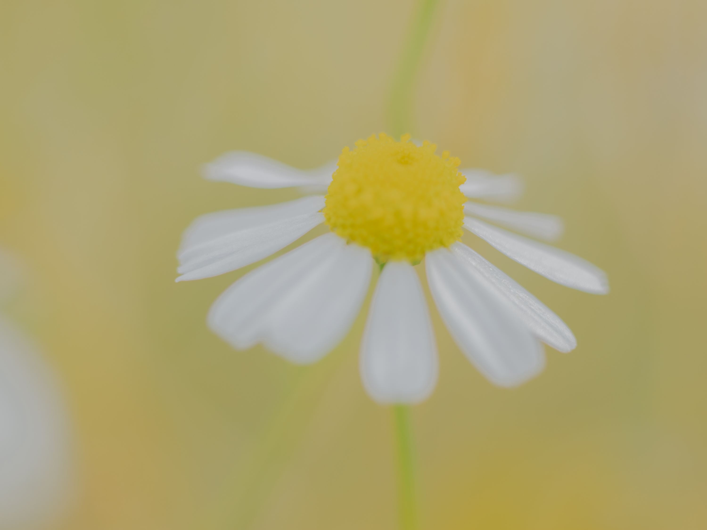 はじめての草木染め講座 (シルク・ウール・綿)の紹介画像9