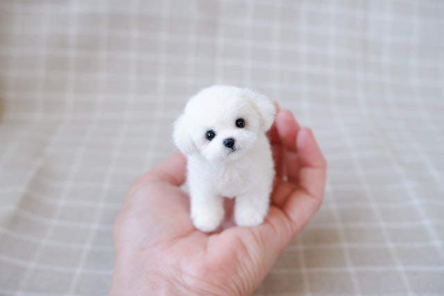 コースレッスン】羊毛フェルトで作る！かわいい子犬講座 -マルチーズ編