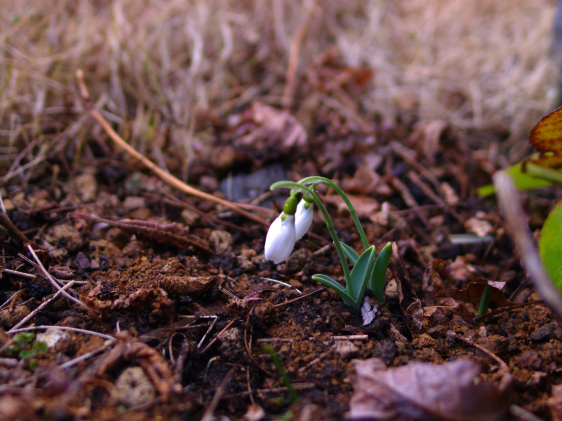 はじめての季節の草花ドライフラワー講座 春編の紹介画像2