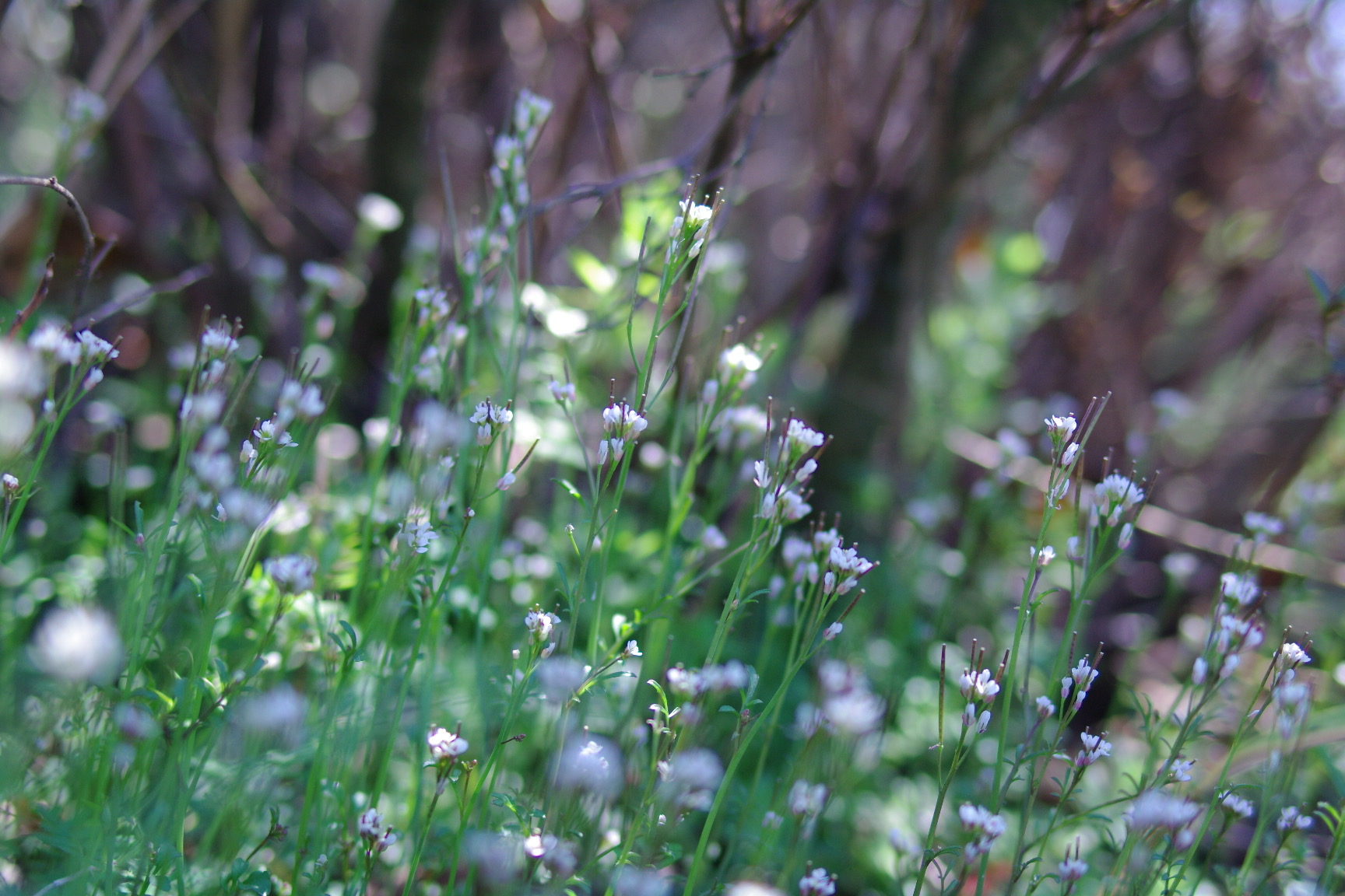 はじめての季節の草花ドライフラワー講座 春編の紹介画像7