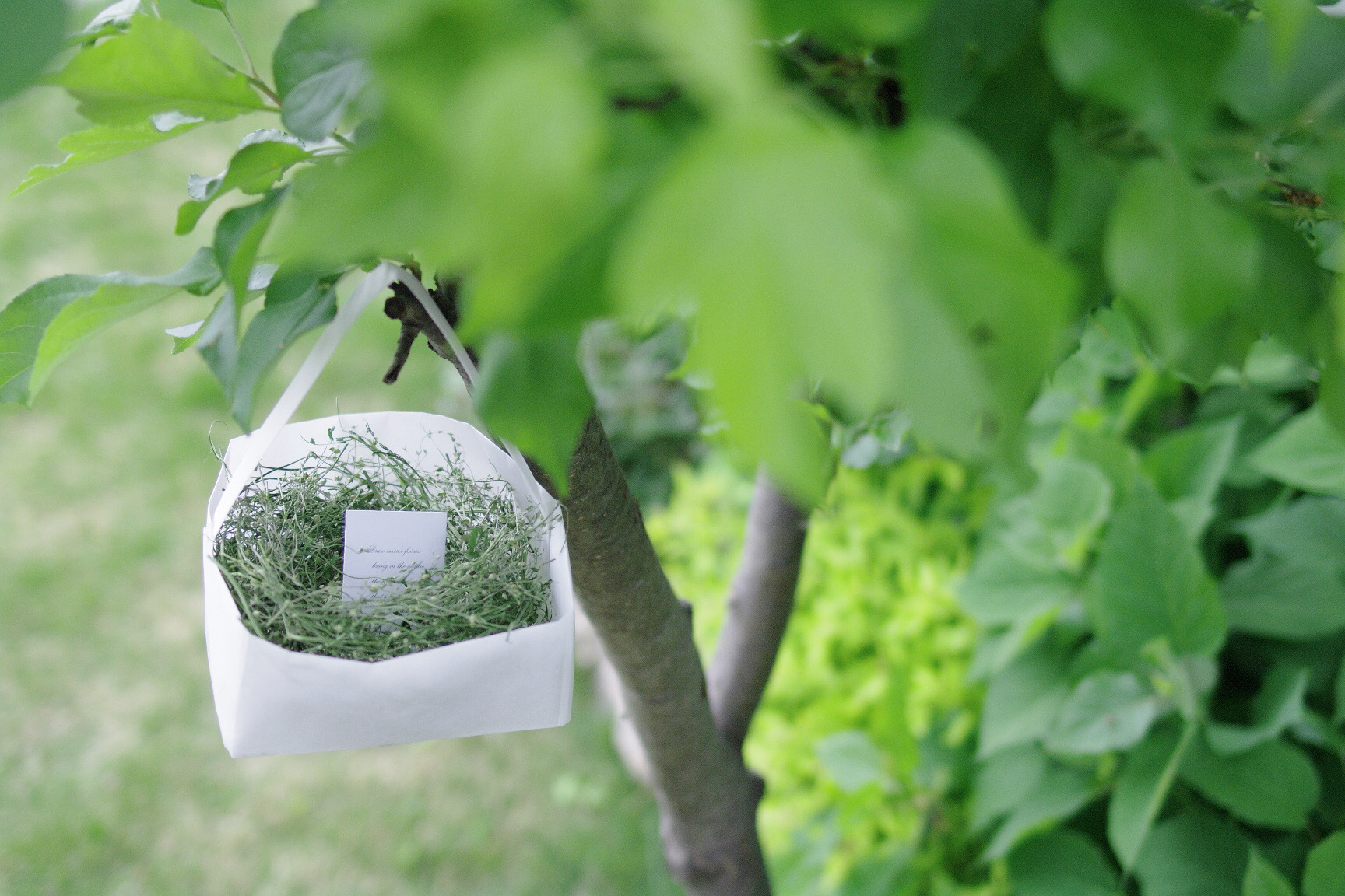 はじめての季節の草花ドライフラワー講座 春編の紹介画像8