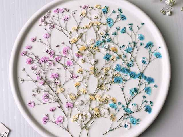 カスミソウを押し花にしてみようの画像