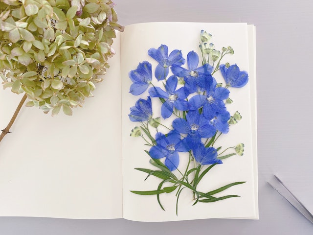 薄い花を押し花にしてみよう①(切り花)の画像