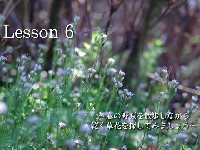 野の草花を探しに行きましょうの画像