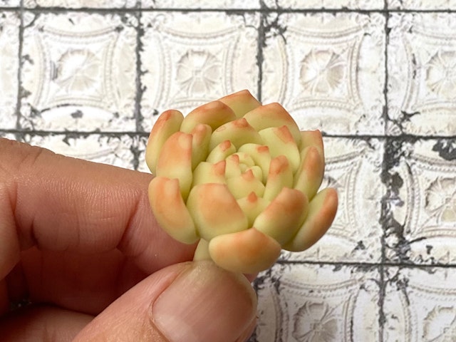 サブ多肉を作ろう①の画像