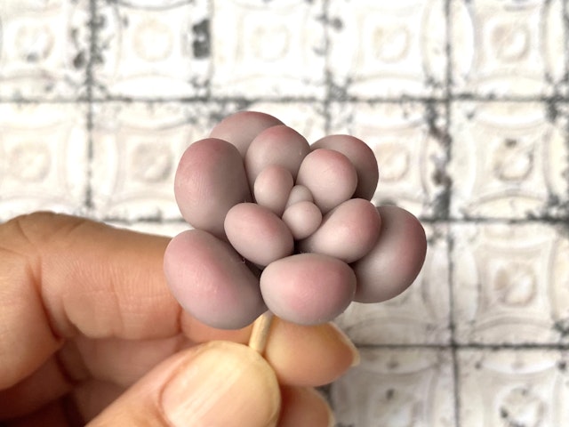 サブ多肉を作ろう②の画像