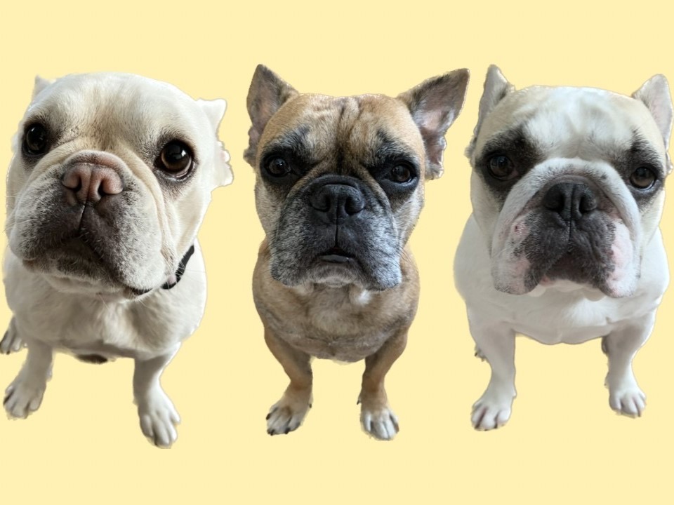 体質タイプ（後半）、体質診断、レシピを作ってみようの画像