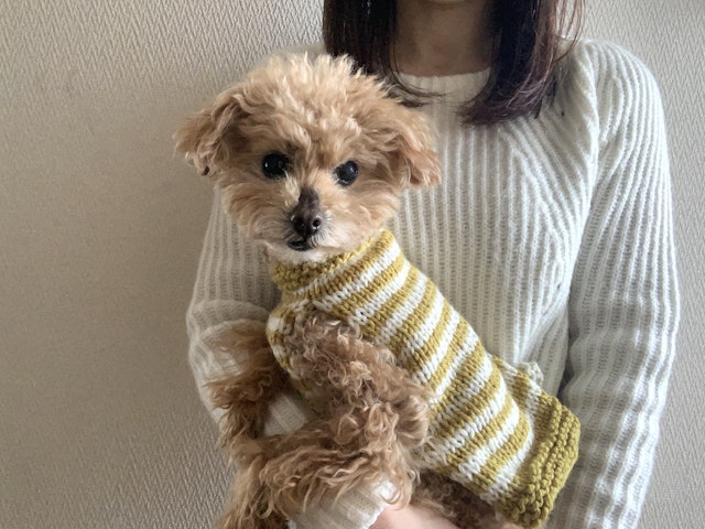 Introduction(導入)の画像