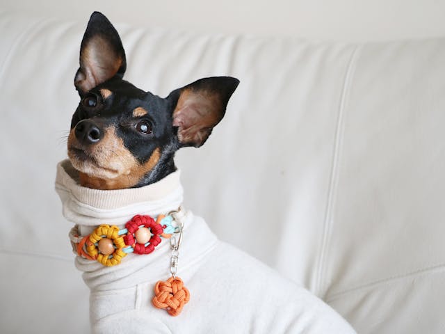 SakuraCordage ＆Color 先生に学ぶ愛犬のためのお花の首輪作り講座