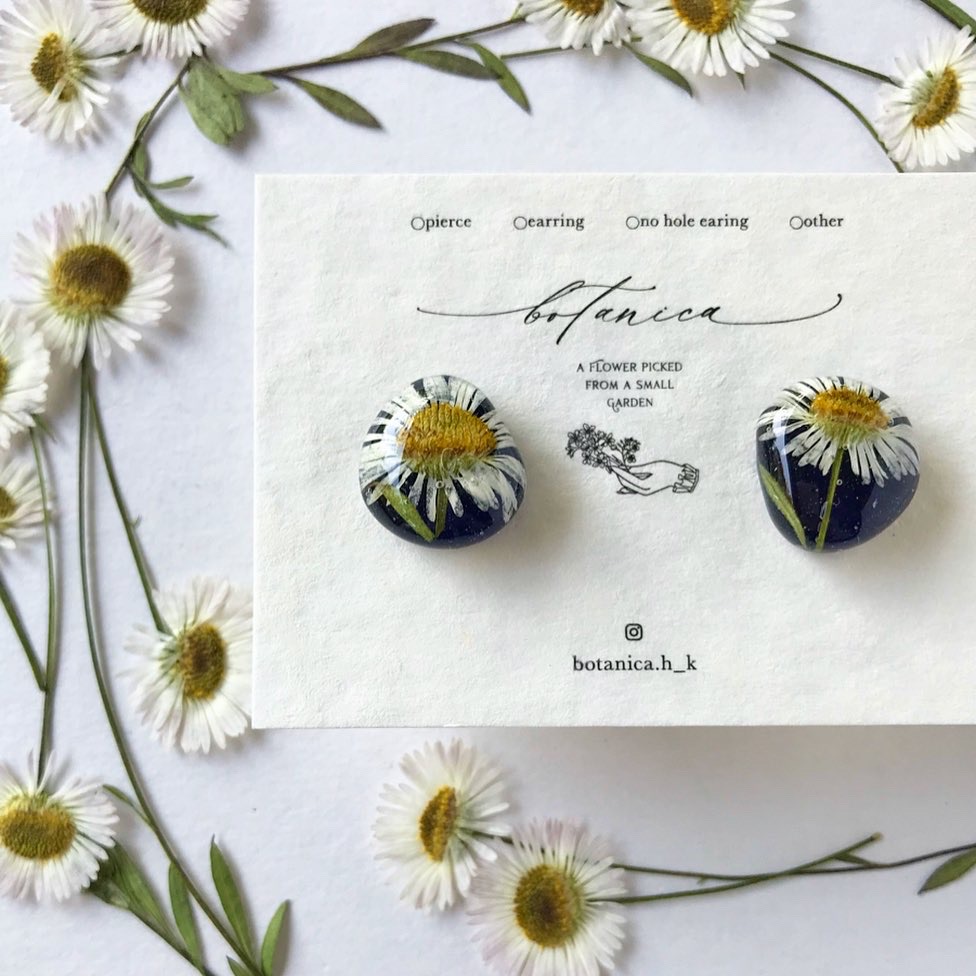 white flower Erigeron