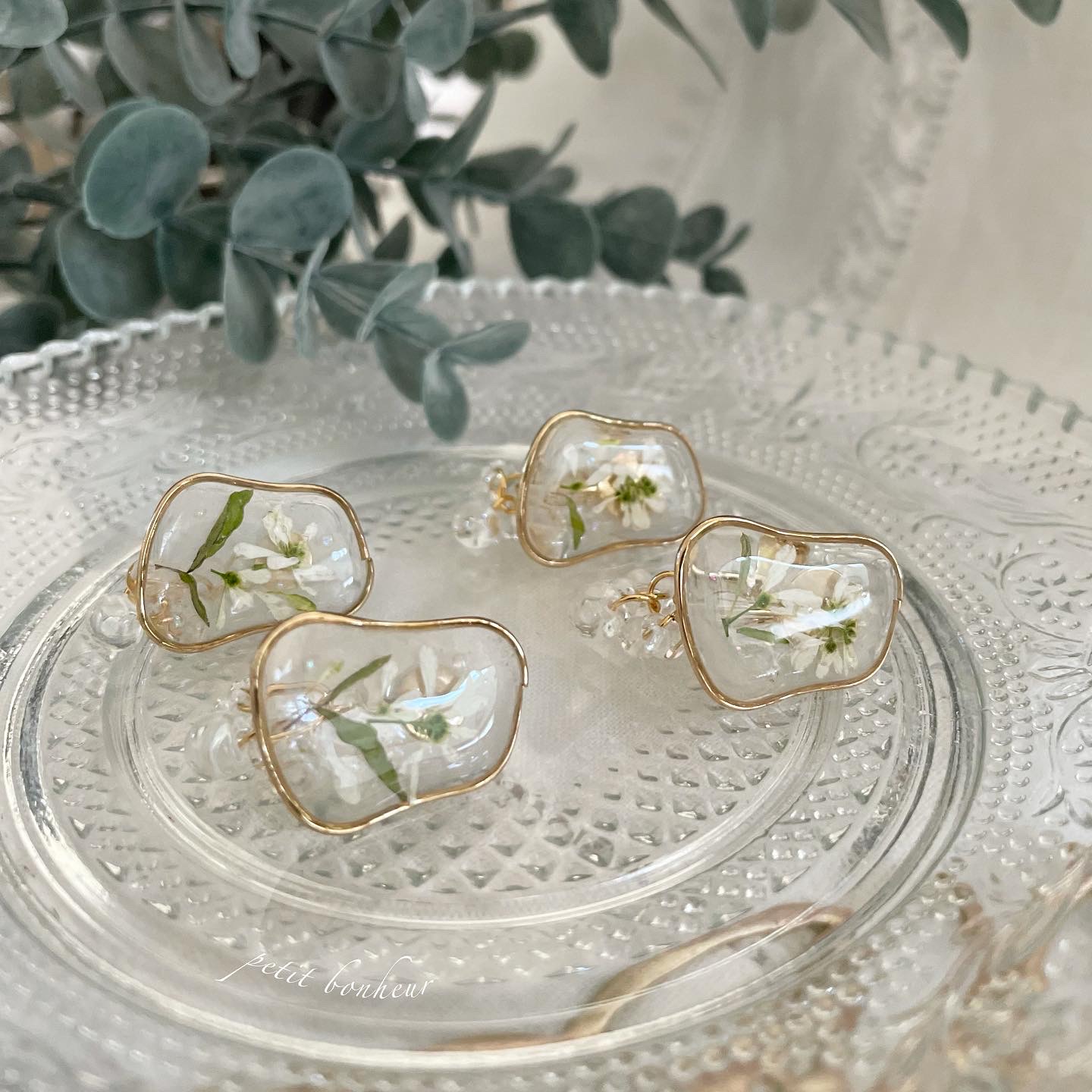 霧の中のユーフォルビア