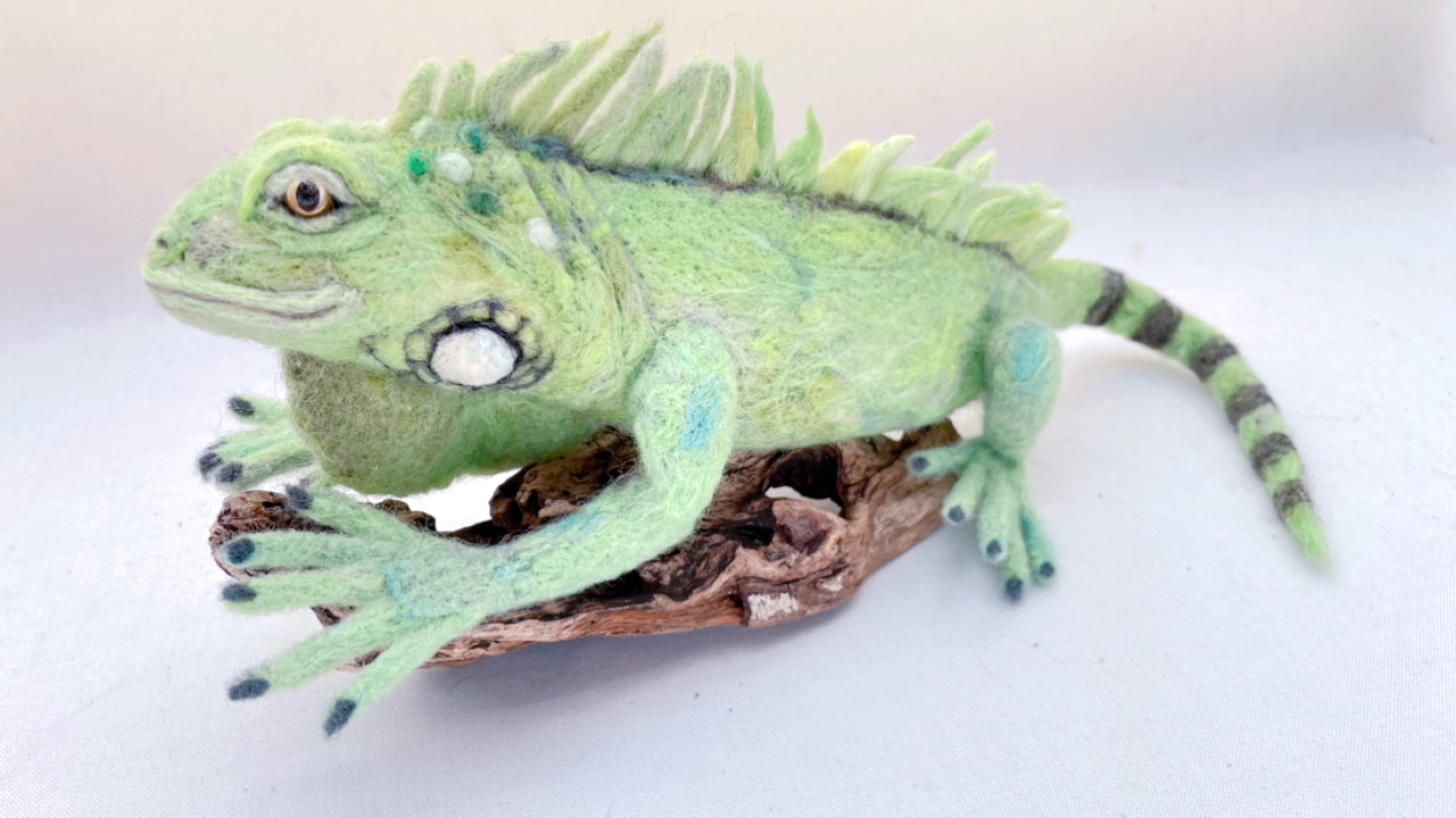グリーンイグアナ約38cm［流木付き］