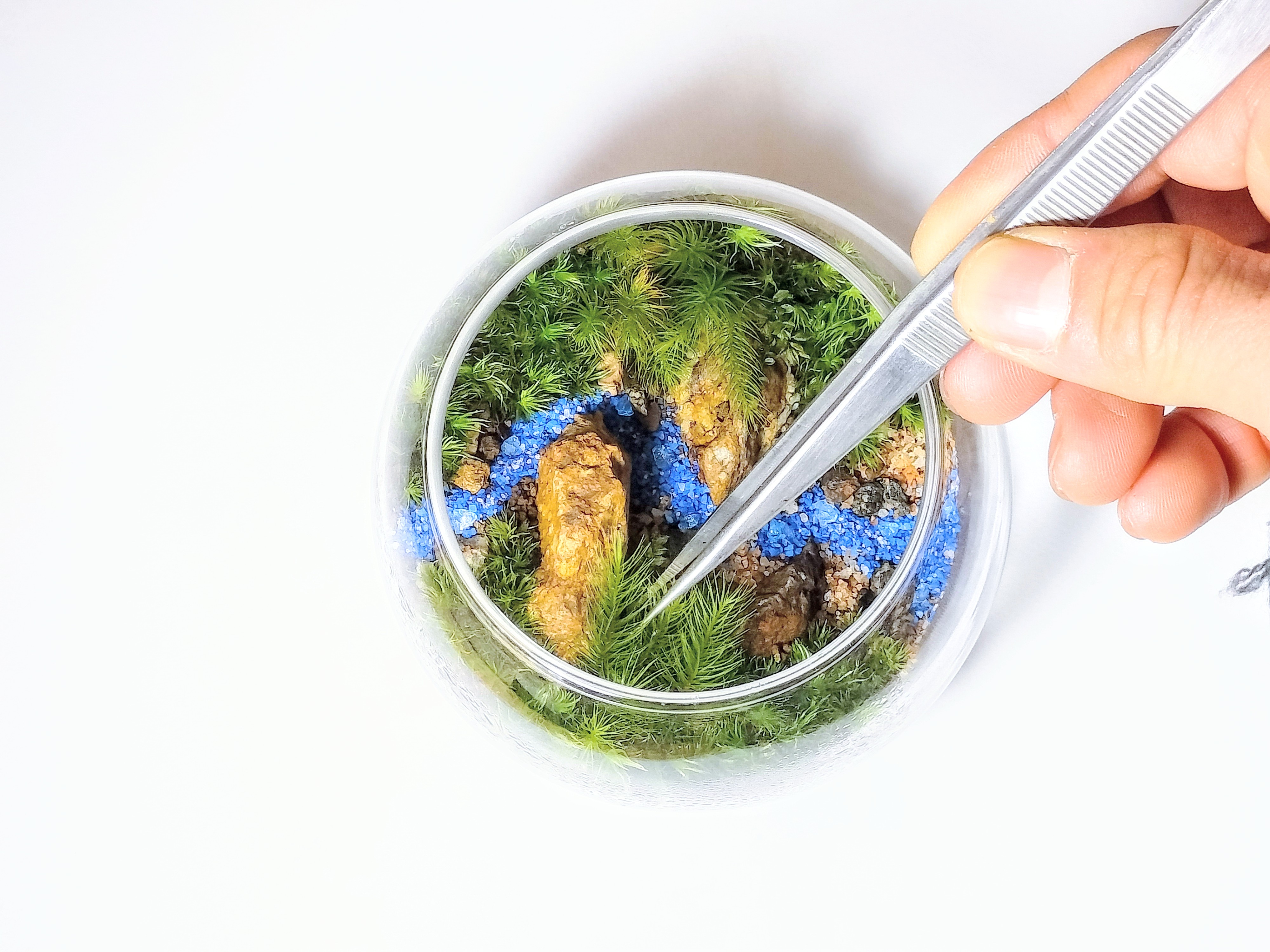 苔テラリウム手作りキット