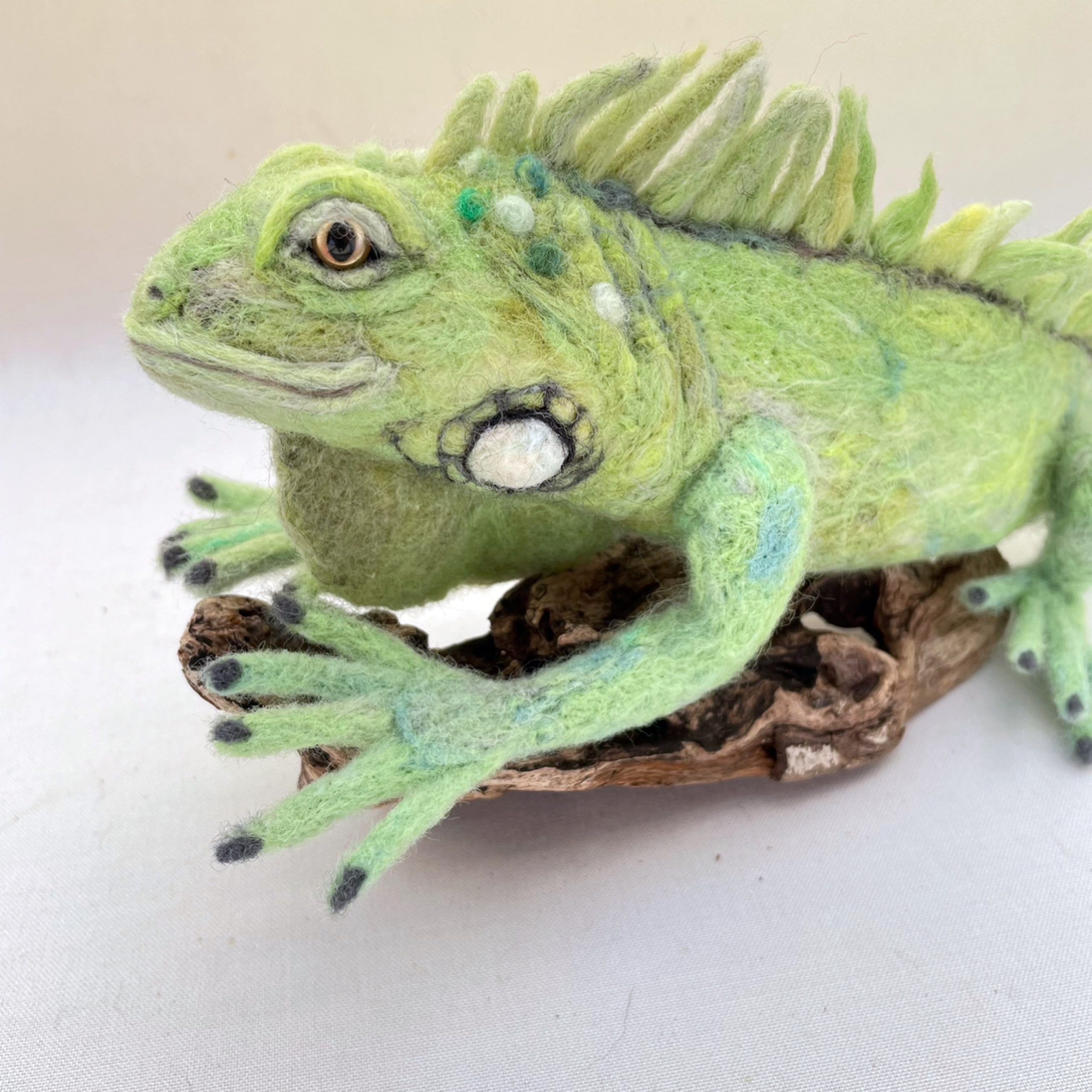 グリーンイグアナ約38cm［流木付き］の画像2