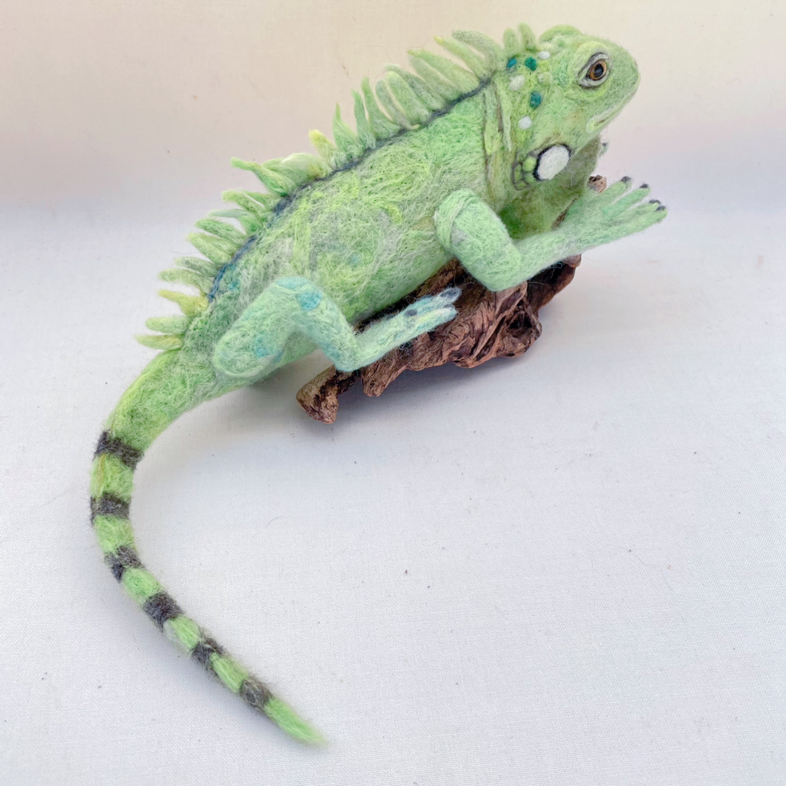 グリーンイグアナ約38cm［流木付き］の画像4