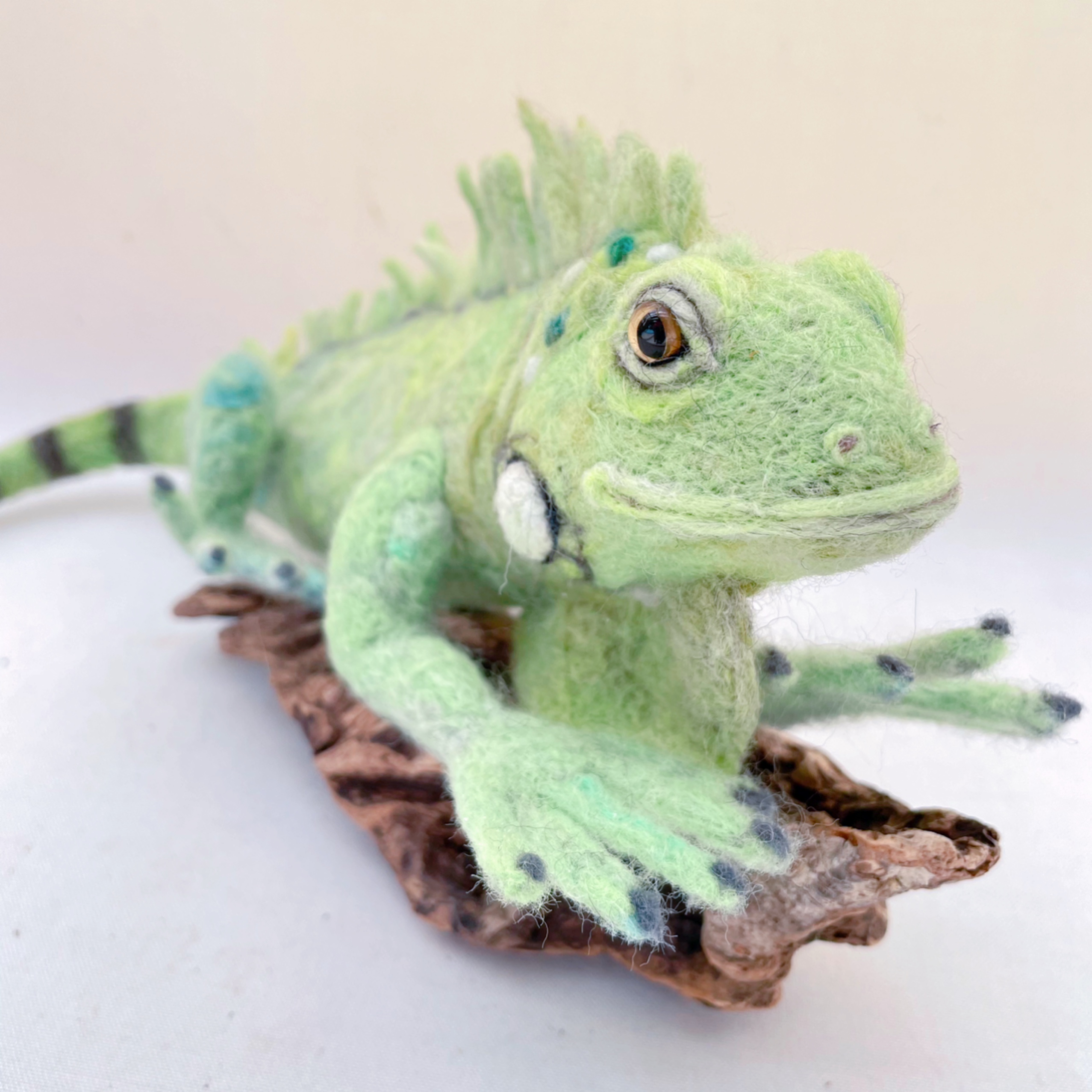 グリーンイグアナ約38cm［流木付き］の画像5