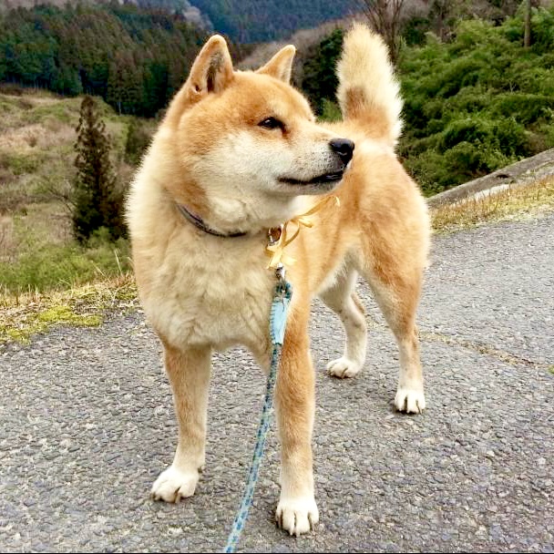 オーダーアートの画像4