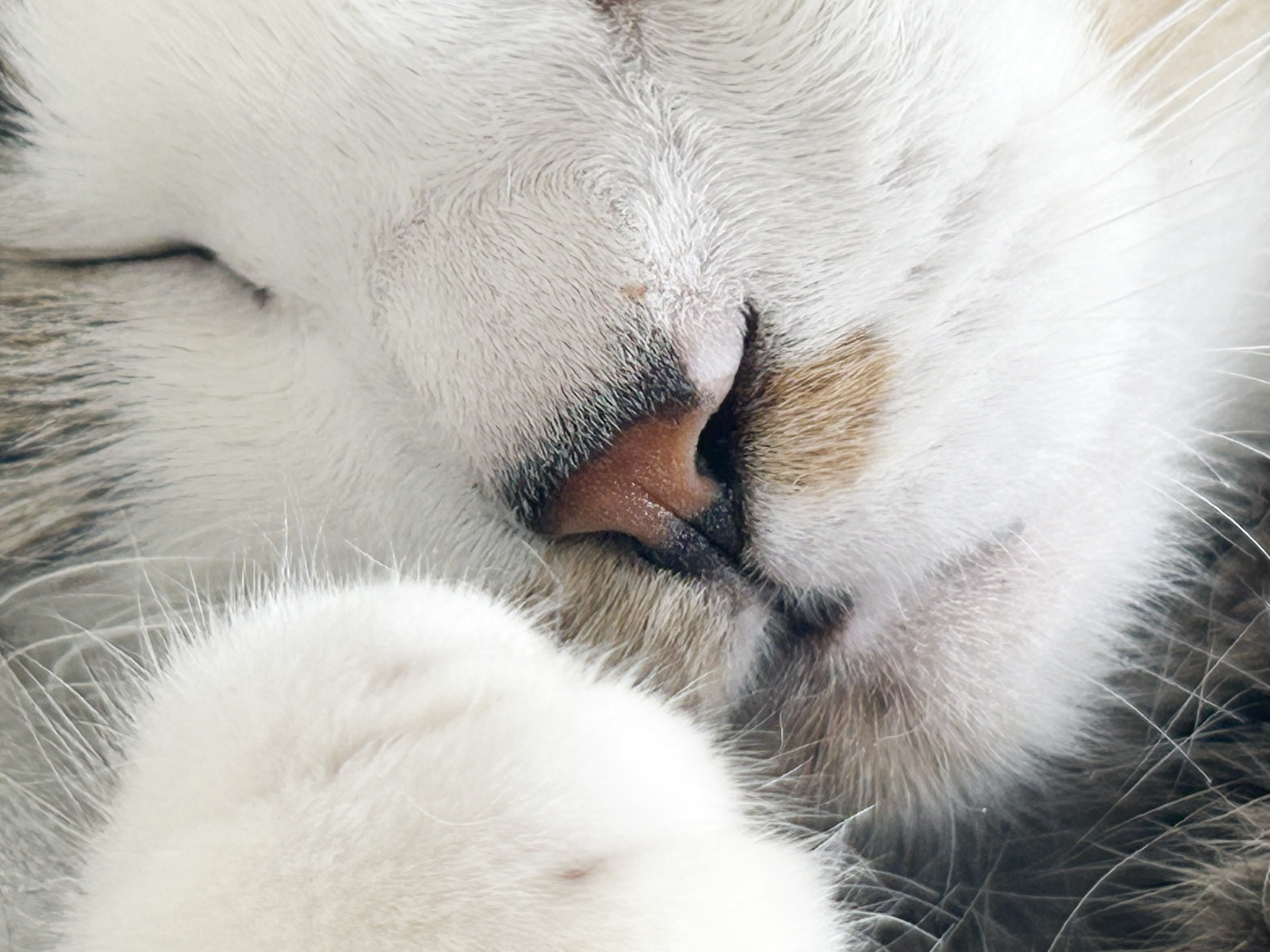 カメラマンに学ぶ！猫の撮影テクニック実践コース（スマホ撮影編）の紹介画像2