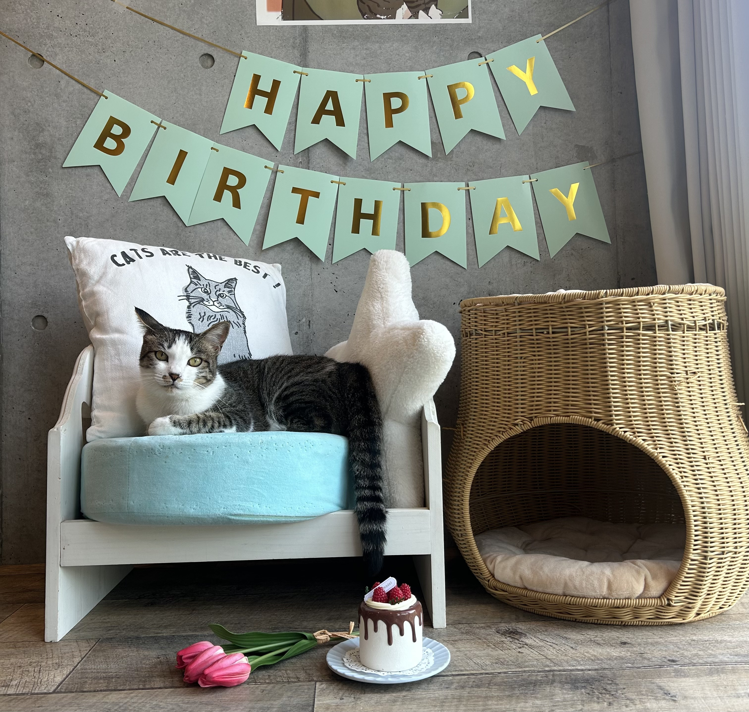 カメラマンに学ぶ！猫の撮影テクニック実践コース（スマホ撮影編）の紹介画像3