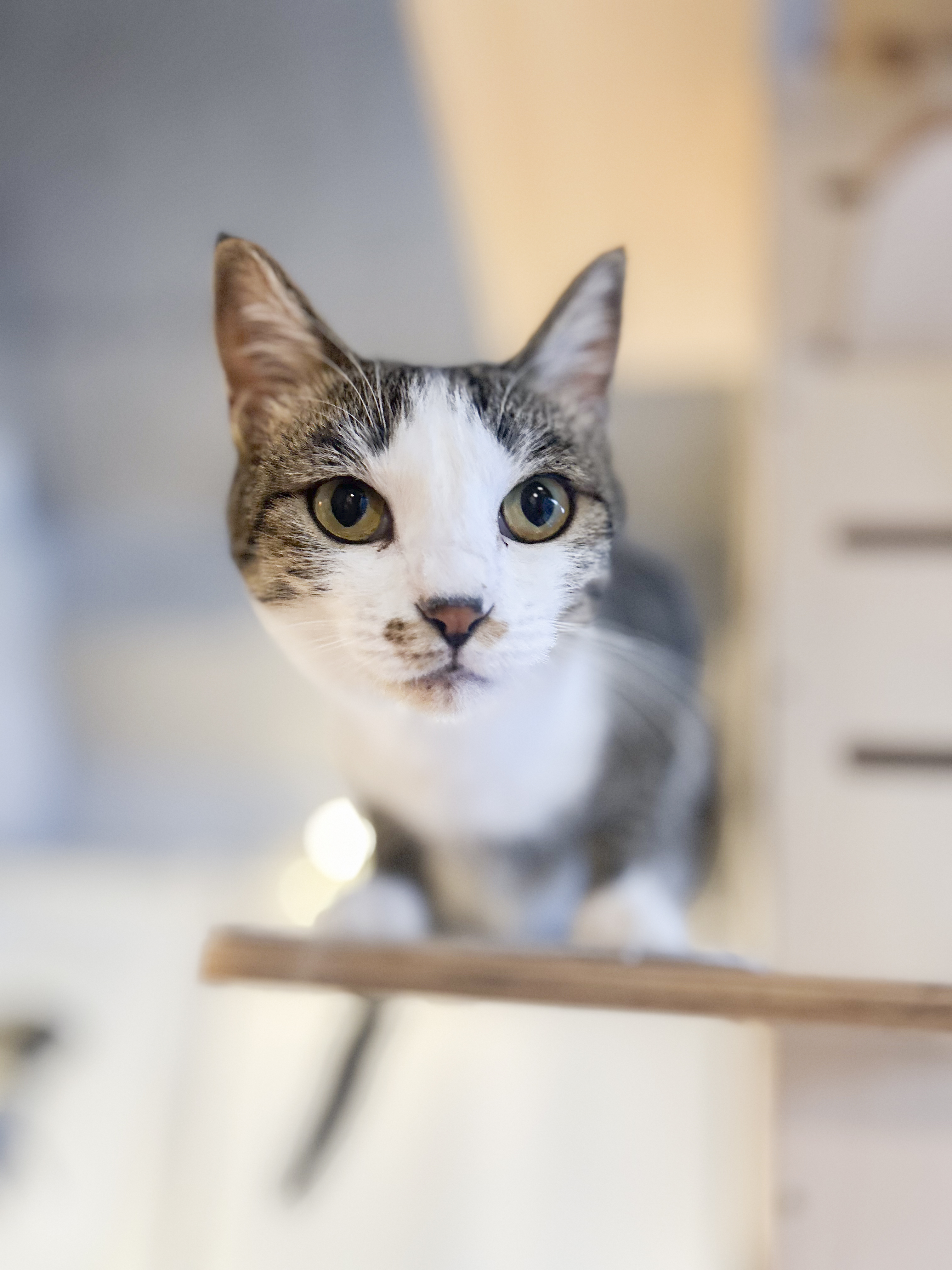 カメラマンに学ぶ！猫の撮影テクニック実践コース（スマホ撮影編）の紹介画像4