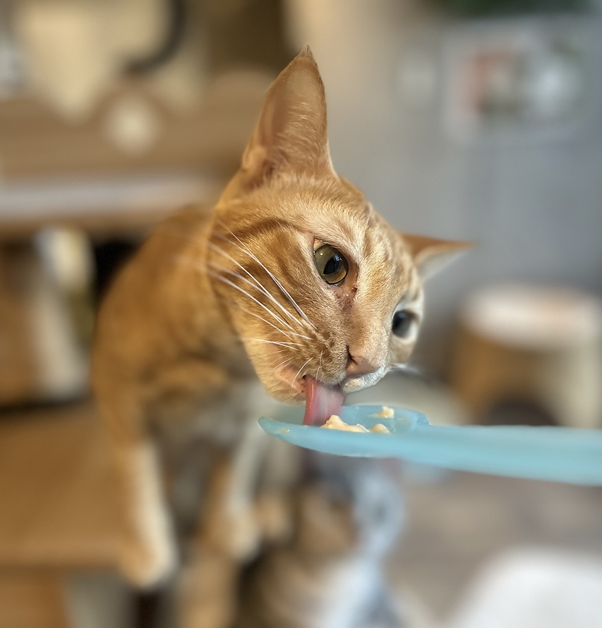 カメラマンに学ぶ！猫の撮影テクニック実践コース（スマホ撮影編）の紹介画像5