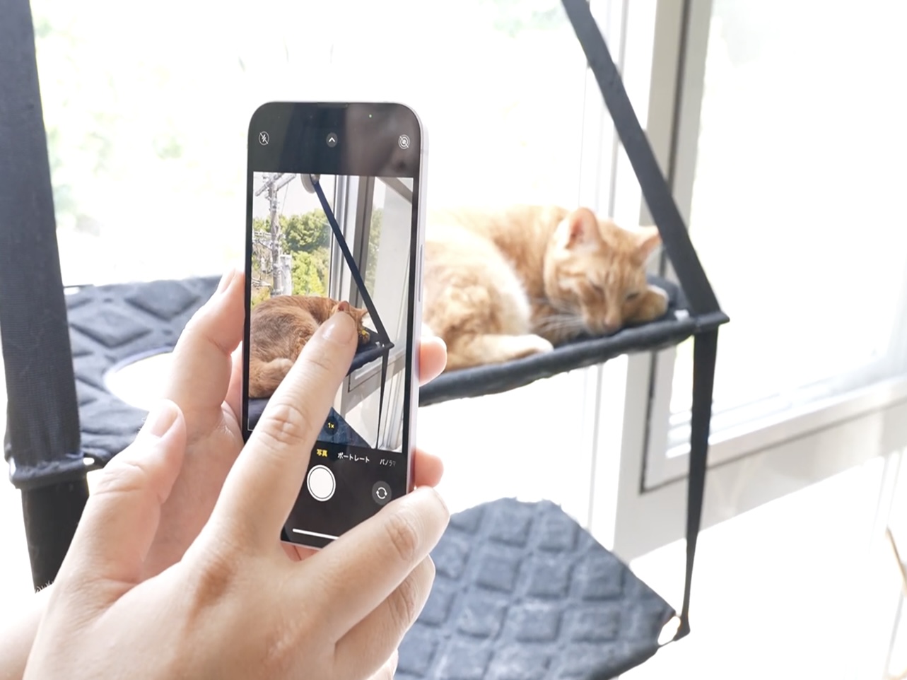 カメラマンに学ぶ！猫の撮影テクニック実践コース（スマホ撮影編）の紹介画像6