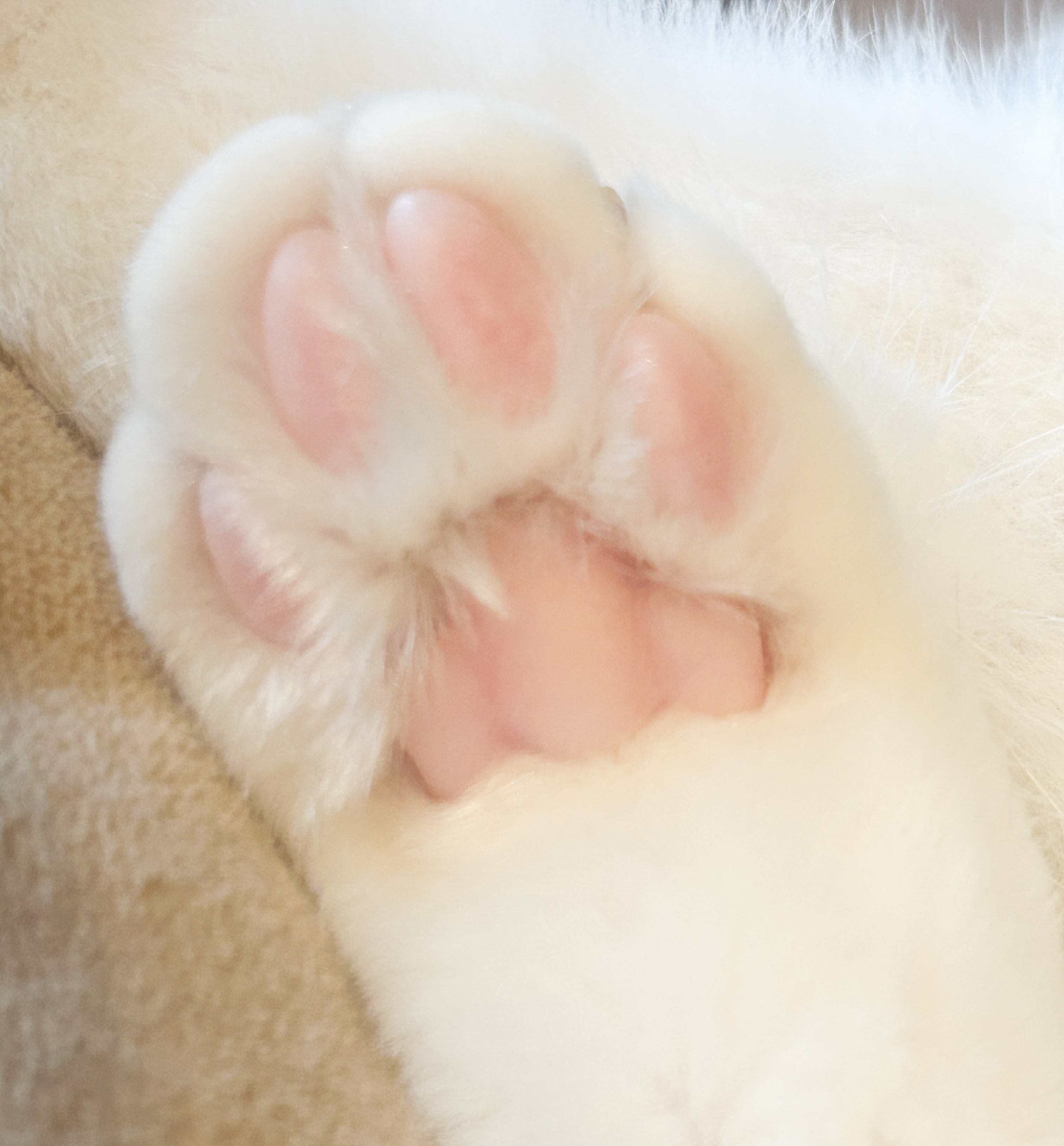 カメラマンに学ぶ！猫の撮影テクニック実践コース（スマホ撮影編）の紹介画像7