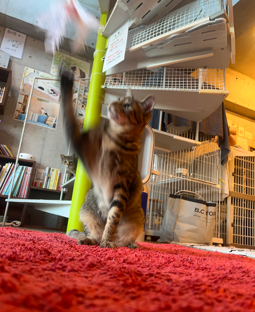 カメラマンに学ぶ！猫の撮影テクニック実践コース（スマホ撮影編）の紹介画像8