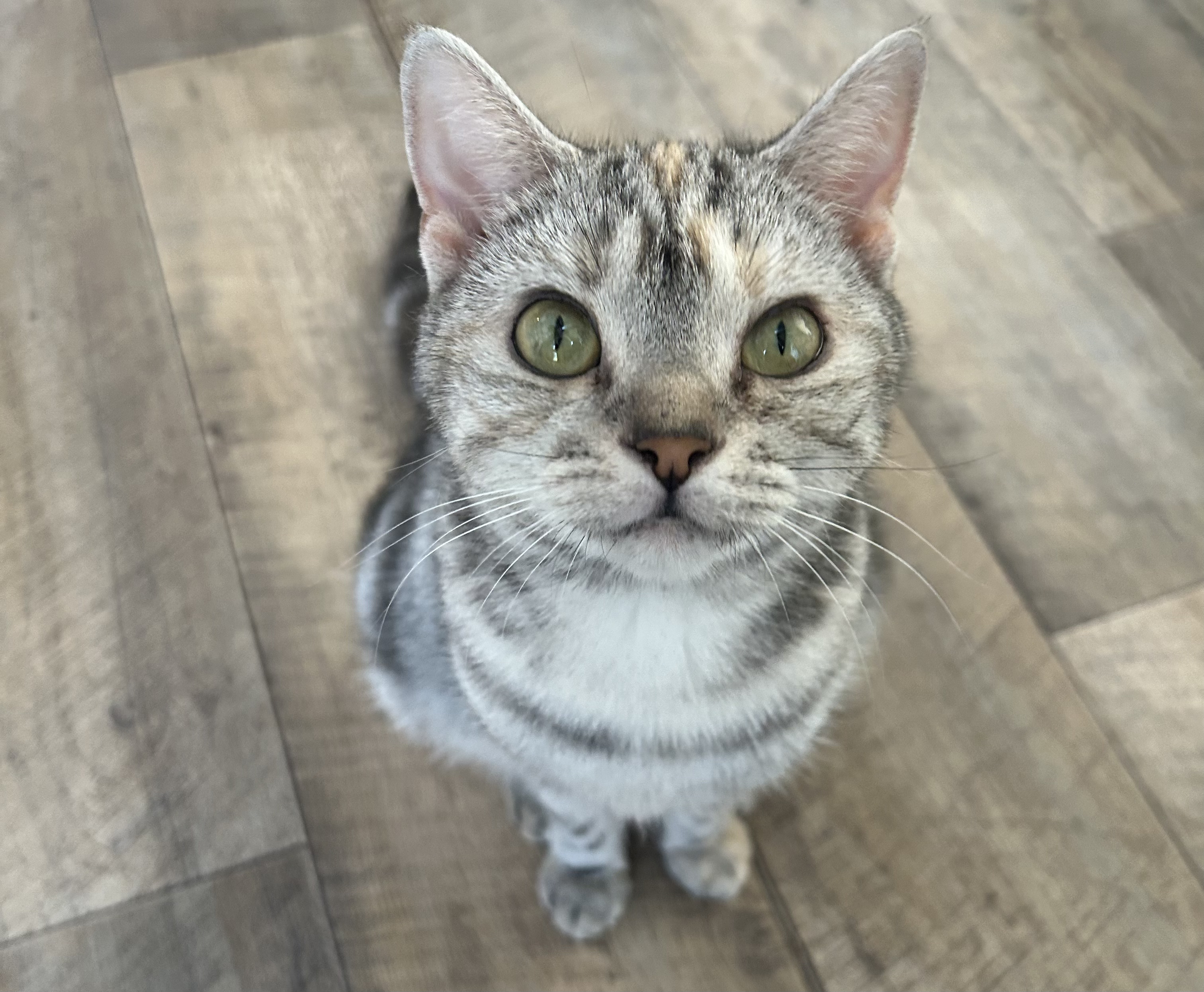 カメラマンに学ぶ！猫の撮影テクニック実践コース（スマホ撮影編）の紹介画像10