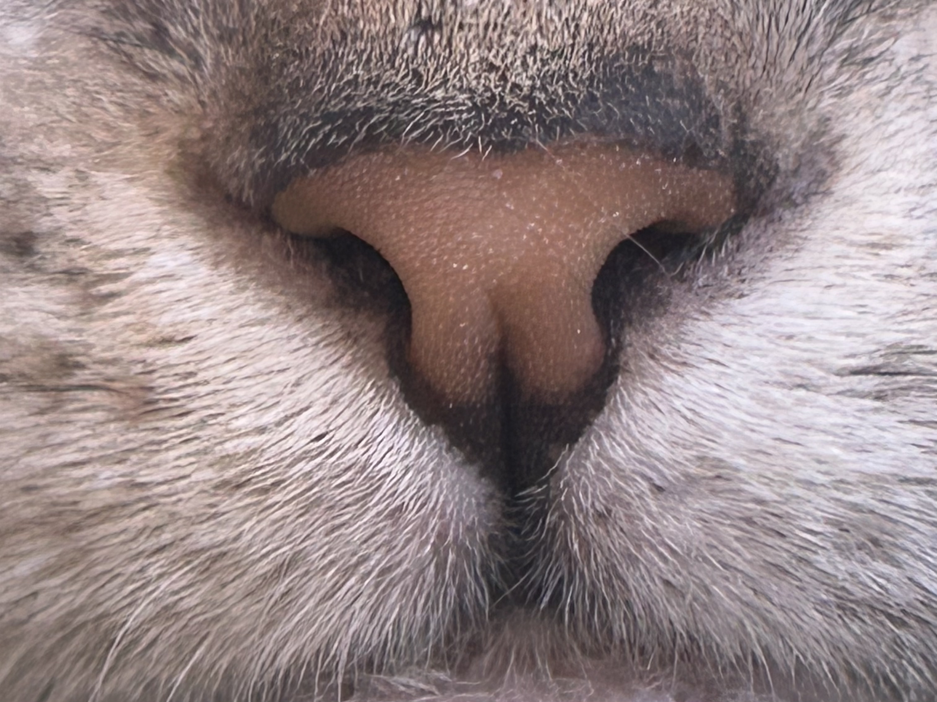 カメラマンに学ぶ！猫の撮影テクニック実践コース（スマホ撮影編）の紹介画像11