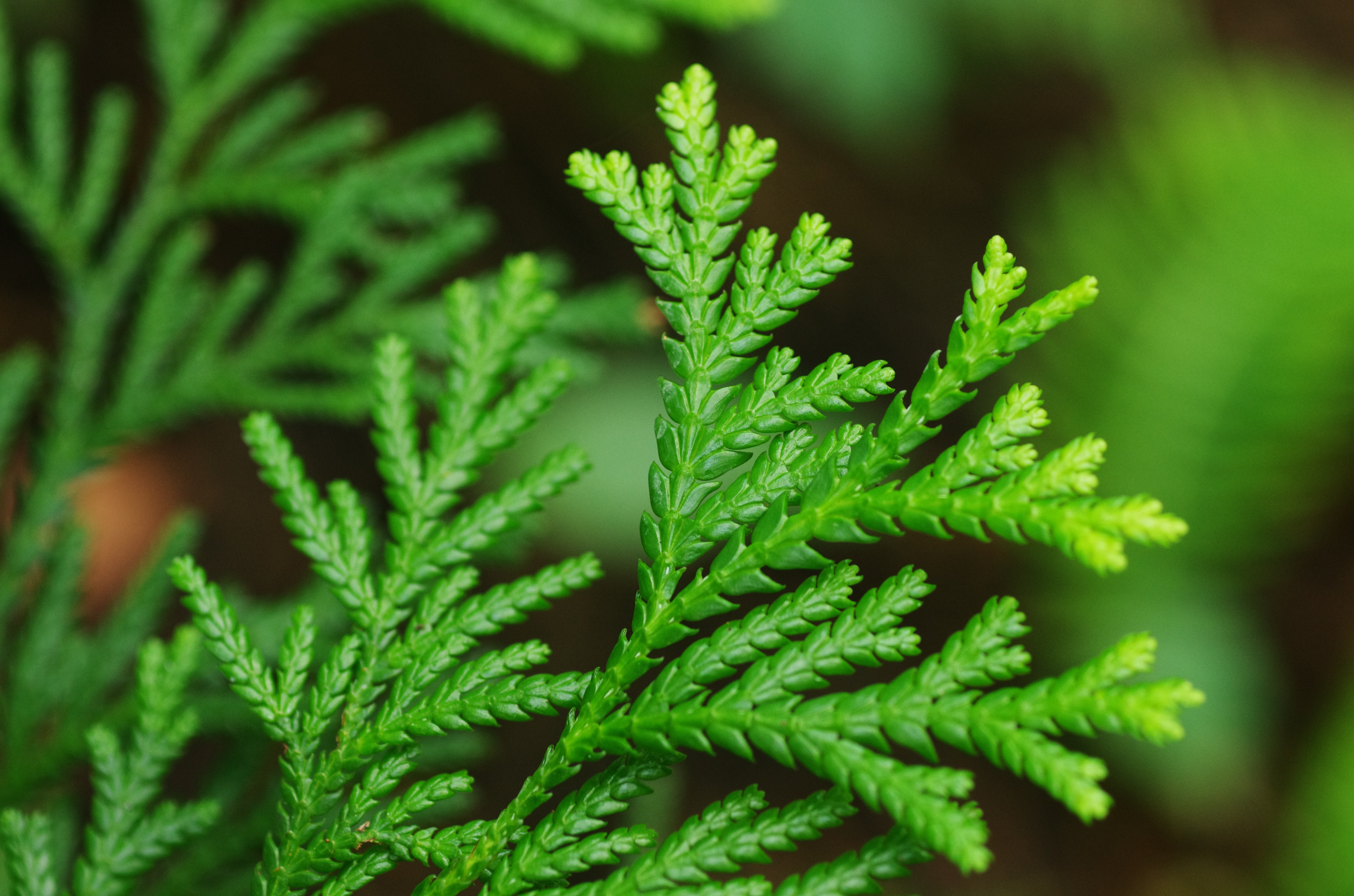 「和精油」で楽しむセルフケア 入門コースの紹介画像9