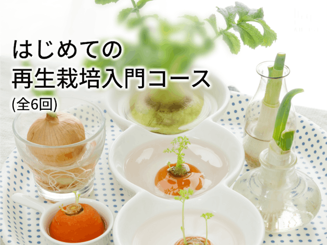 はじめての再生栽培(リボベジ)入門コース