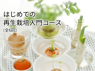 はじめての再生栽培(リボベジ)入門コース