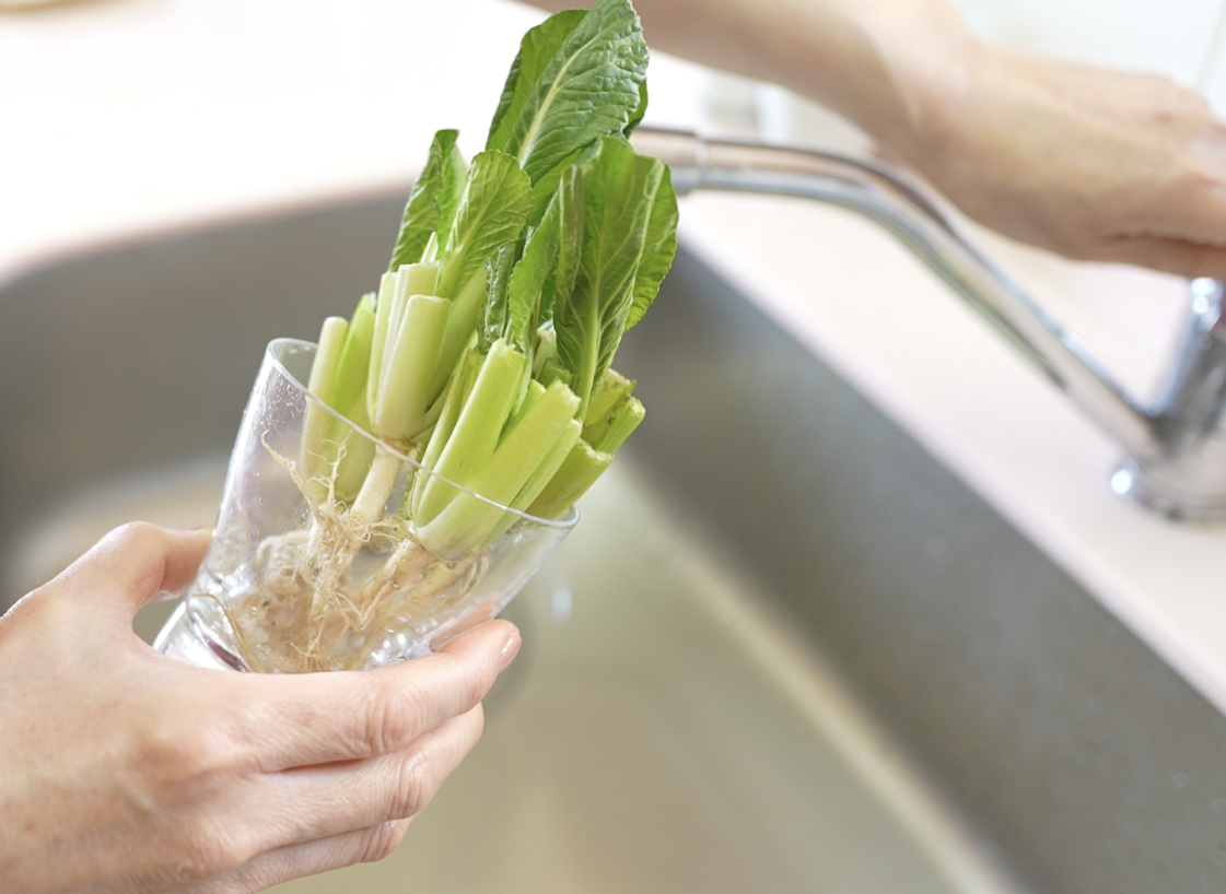 はじめての再生栽培(リボベジ)入門コースの紹介画像3