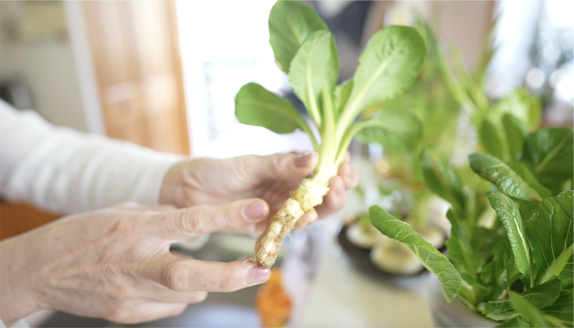 はじめての再生栽培(リボベジ)入門コースの紹介画像6