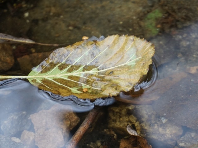 認知行動療法基本技法③
マインドフルネス瞑想の画像